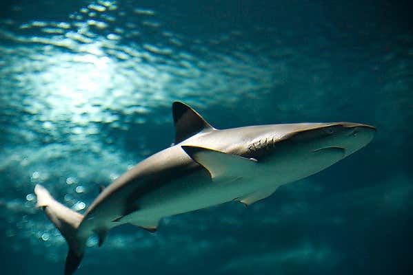 Blacktip shark
