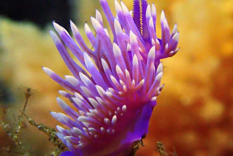A nudibranch under the surface of the water