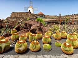 Cactus Garden