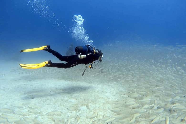 Swimming along the seabed
