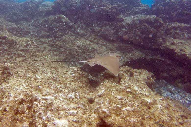 Stingray at Papagayo Beach