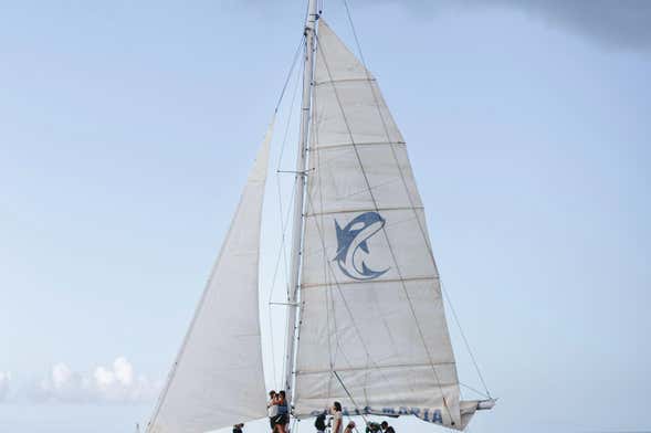 Sunset Dolphin Watching in Puerto Calero