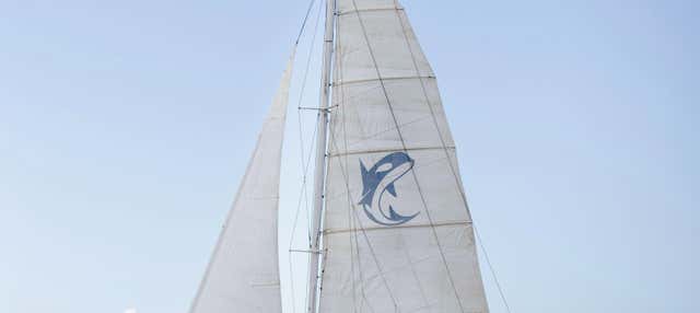 Sunset Dolphin Watching in Puerto Calero