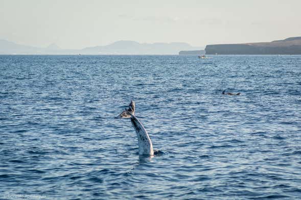 Whale & Dolphin Watching in Puerto Calero